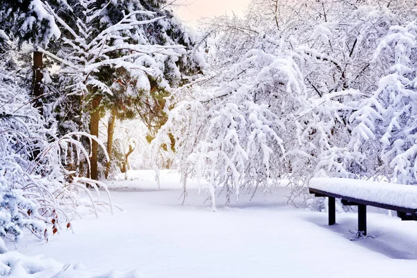 Winter park in Christmas time — Stock Photo, Image