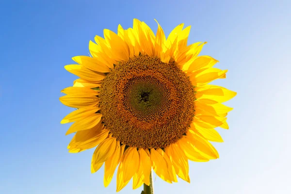 Sunflower head on sky background — Stock Photo, Image
