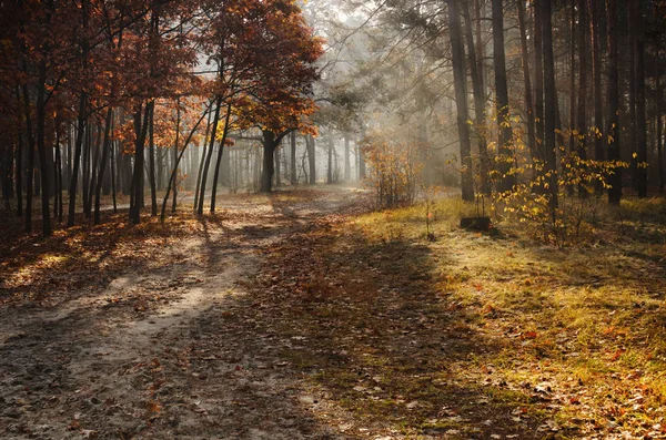 Koude herfstmorgen — Stockfoto