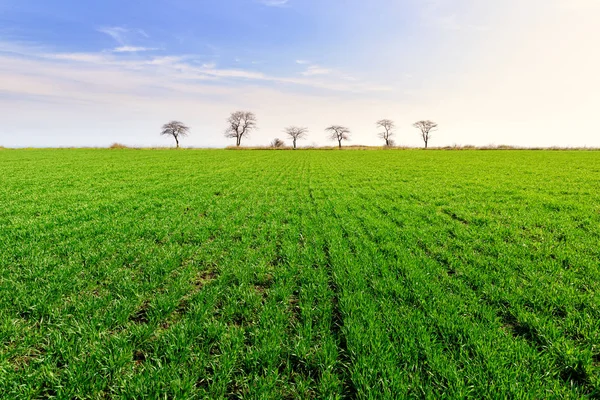 Beautiful green field landscape — Stock Photo, Image