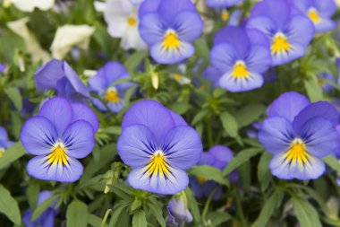 güzel mor çiçekler