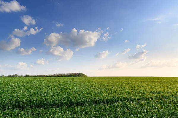 Hermoso campo de trigo — Foto de Stock