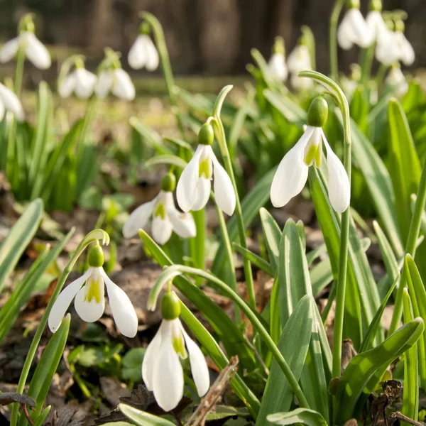 Spring snowdrops flowers — Stock Photo, Image