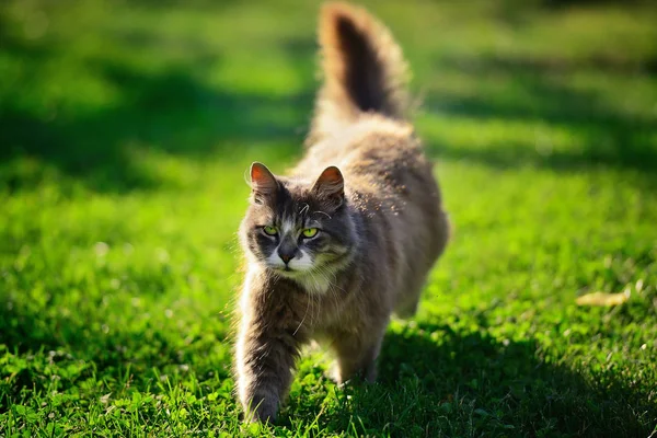 在草地上行走的棕色长毛猫 — 图库照片