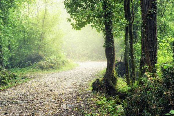 비오는 숲의 아침 — 스톡 사진