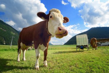 Komik inek Alpin çayır üzerinde