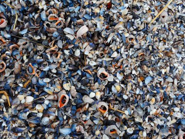 Brocken deniz kabuğu arka plan