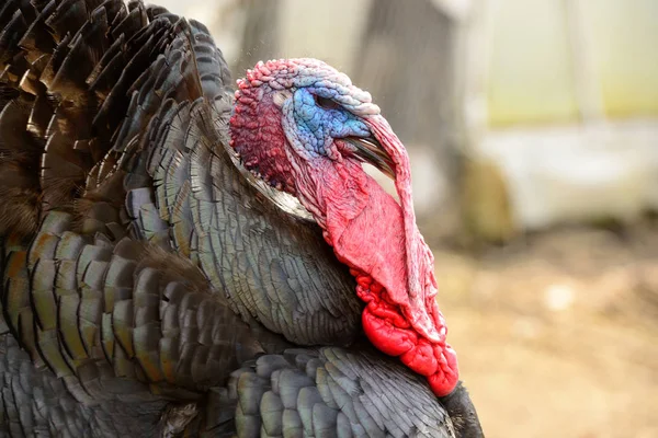 Türkiye'nin kuş Close-Up
