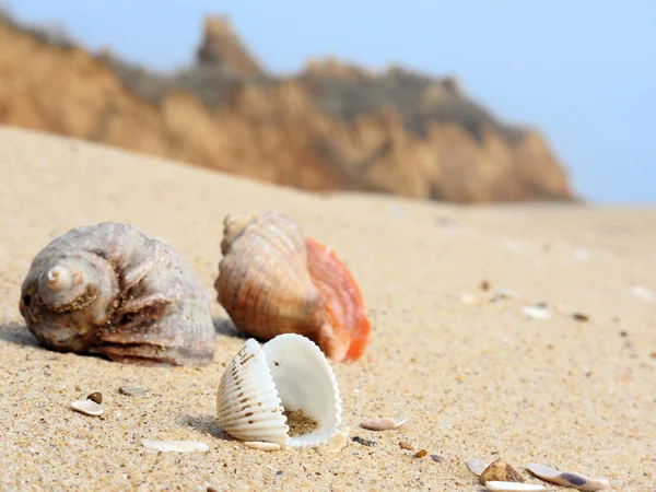 Coquille de mer sur le bord de la mer — Photo