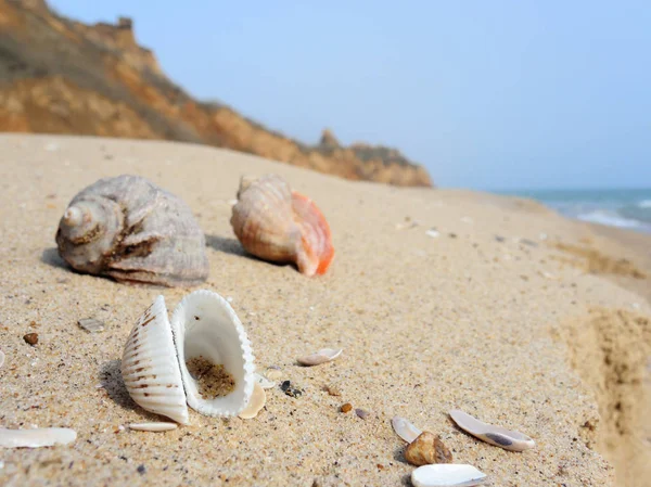 Coquilles de mer sur la plage de sable — Photo