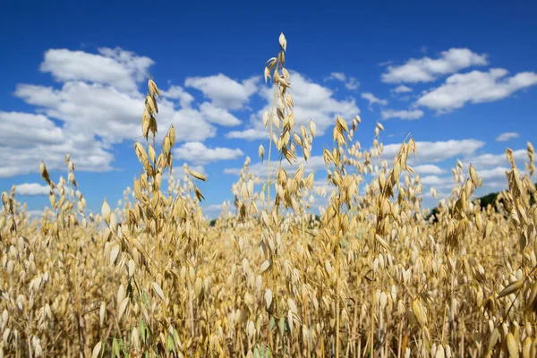Growing oats field with sky on the background — Stock Photo, Image