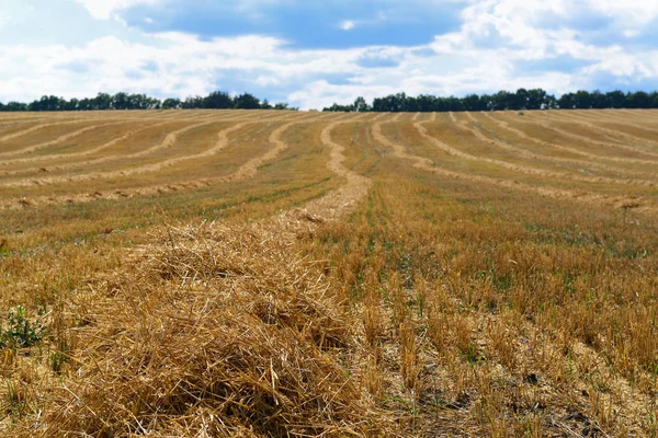 Feld mit trockenem Stroh und abgeschrägtem Weizen — Stockfoto