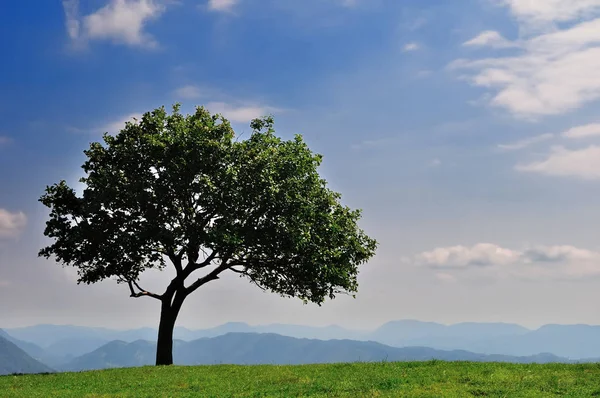 Lonely tree on the alpine meadow — Stock Photo, Image