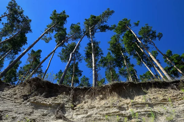 Сосновый лес с песчаной скалой — стоковое фото