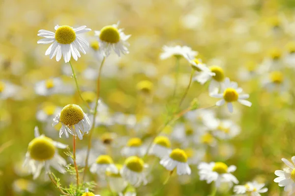 Дика ромашка цвіте підсвічується сонцем — стокове фото