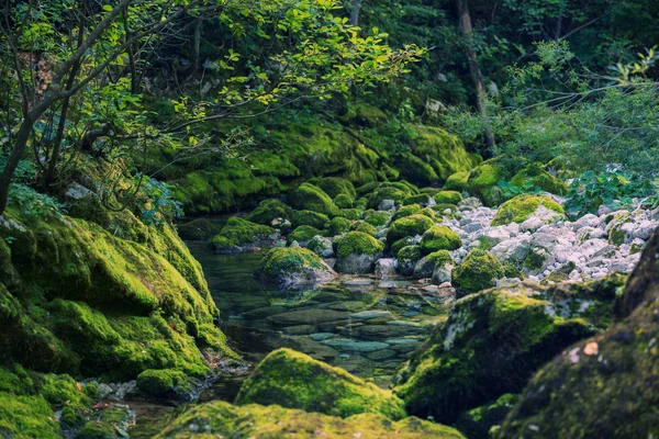 Krystalicznie czyste creek w magiczny las — Zdjęcie stockowe