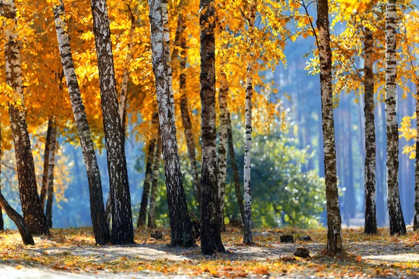 Gekleurde berkenbomen vallen — Stockfoto