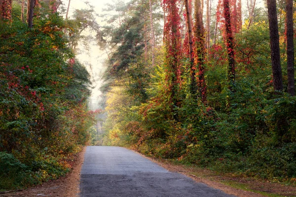 Sonbahar ormandaki yapraklara