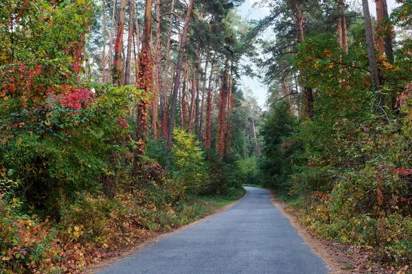 Strada nella foresta autunnale — Foto Stock