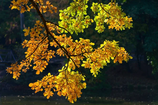 Hojas de otoño rojas y verdes — Foto de Stock