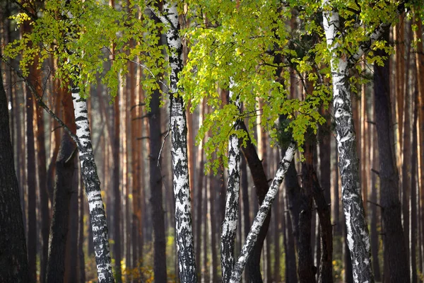 Vidoeiros na floresta — Fotografia de Stock