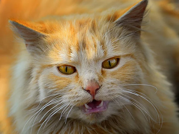 怒っている赤い猫 — ストック写真