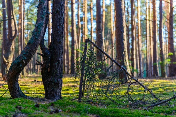 Słoneczny lasu z bliska — Zdjęcie stockowe