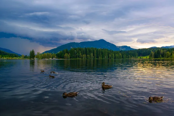 嵐の前に、の湖でアヒル — ストック写真
