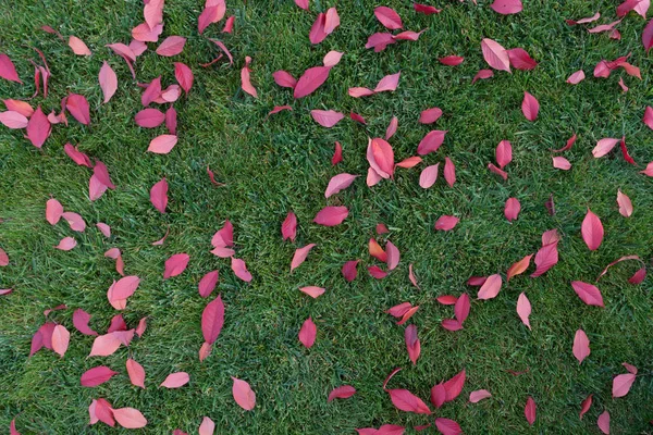 Fond automnal : feuilles rouges sur herbe verte — Photo