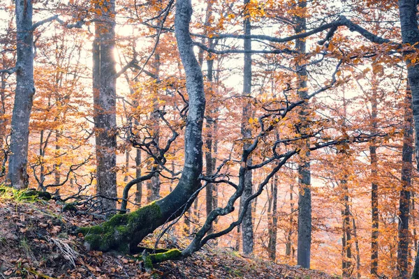 Herfst bos bij zonsopgang — Stockfoto