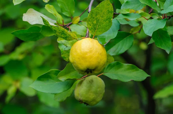 Pigwa Apple na drzewie — Zdjęcie stockowe