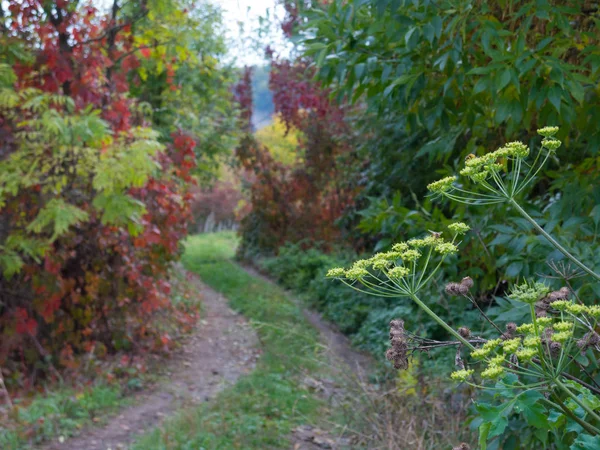 Trail in de herfst bos met gele en rode bomen — Stockfoto