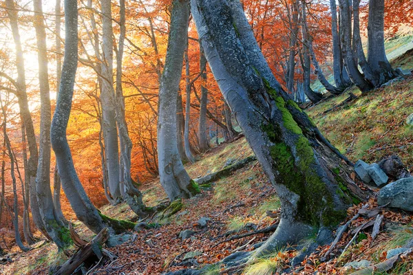 Red beech fall forest — Stock Photo, Image