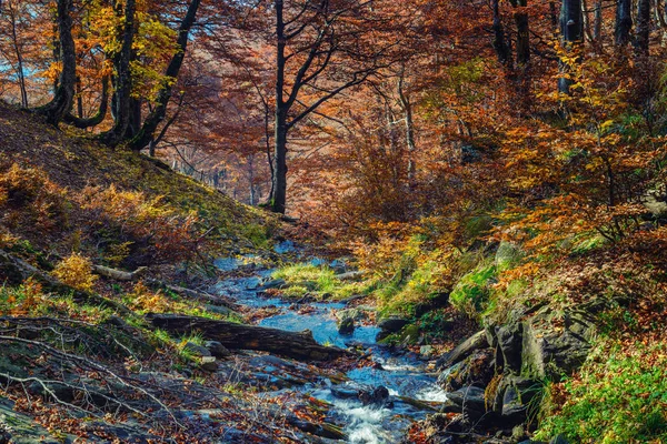 Herbstszene in einem Buchenwald mit Gebirgsbach — Stockfoto