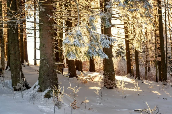 Winter fir bos — Stockfoto