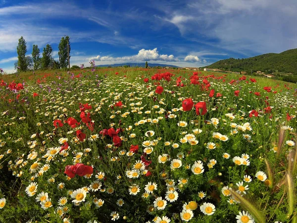 田野上有鲜红的罂粟花和洋甘菊. — 图库照片