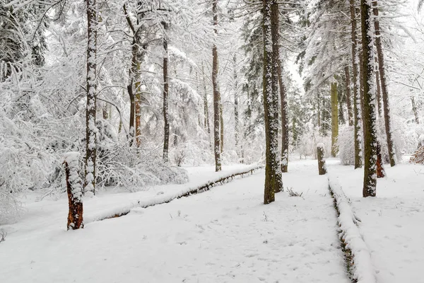 Belle scène d'hiver dans un vieux parc — Photo