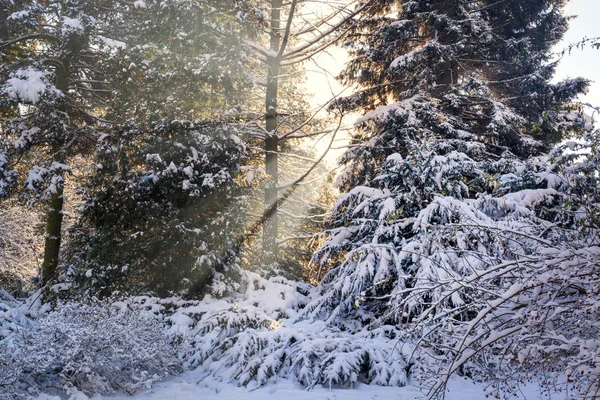 Zon balken in een besneeuwde park — Stockfoto