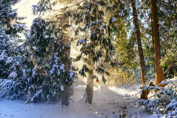 Piękny promieni słonecznych w lesie zimą — Zdjęcie stockowe