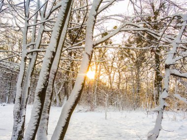 Kış parkta günbatımı