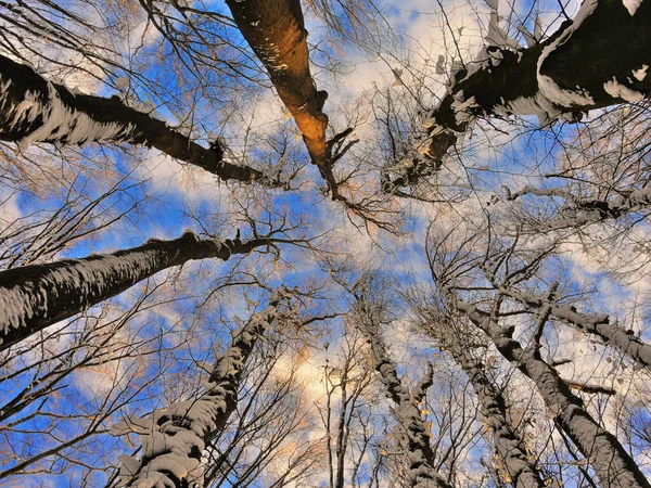 Głębokie zimowe niebieski niebo z gałęzi drzew — Zdjęcie stockowe