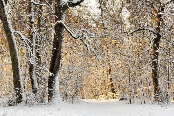 Słoneczny park zimowy — Zdjęcie stockowe