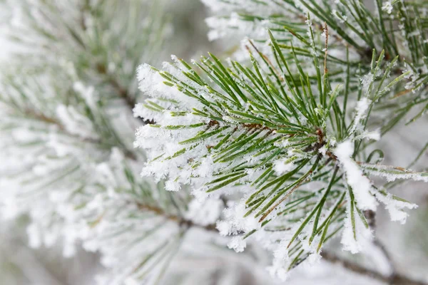 Fundo de Natal com agulhas de pinheiro — Fotografia de Stock