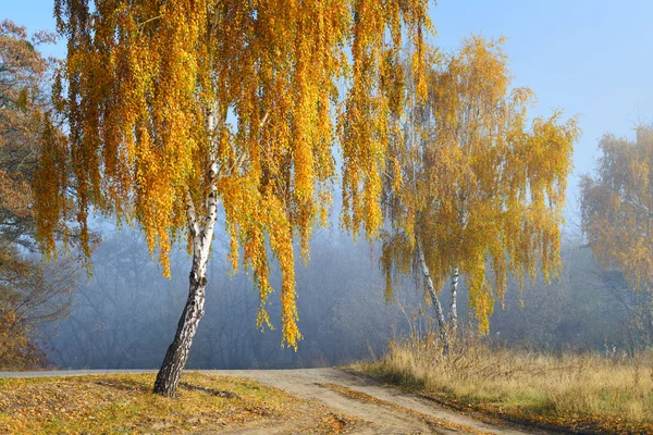 Escena de otoño dorado —  Fotos de Stock