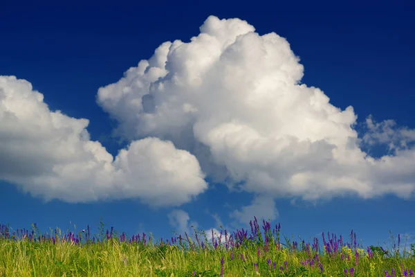 Cumulus clouds and wild flowers landscape — Stock Photo, Image