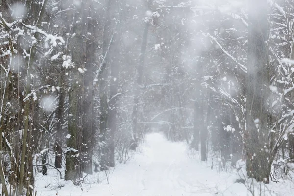 下雪的冬天背景 — 图库照片