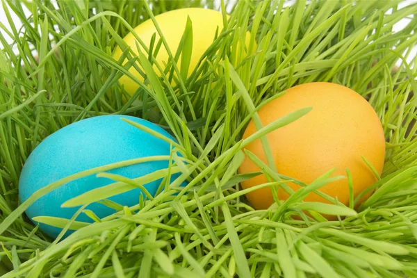 Huevos de Pascua en una hierba —  Fotos de Stock