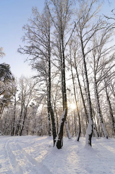 Winterochtend — Stockfoto