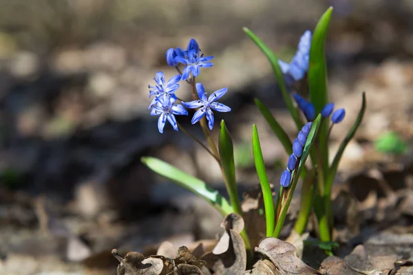 Güzel bahar çiçekleri