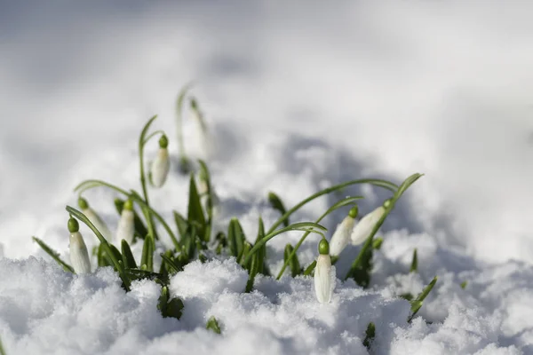 Gotas de neve na neve — Fotografia de Stock